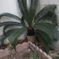 گل سیکاس