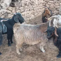 بز برای کشت|حیوانات مزرعه|دهدشت, |دیوار