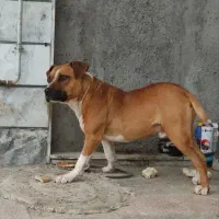 پیتبول|سگ|زنجان, |دیوار