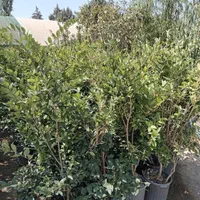 سنجد نهال و درخت گل وگیاه نصاب سرویس سیار فضای سبز|خدمات باغبانی و درختکاری|تهران, مهران (سیدخندان)|دیوار