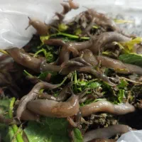 حلزون ناشناخته