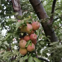 ویلا و باغشهری و باغ|فروش خانه و ویلا|شیراز, شهرک ویلایی بهاران|دیوار