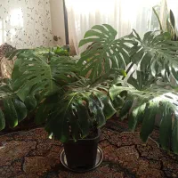 گل و گیاه طبیعی