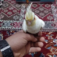 شهرک|پرنده|شادگان, |دیوار