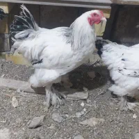 خروس برهما|حیوانات مزرعه|مشهد, نیزه|دیوار