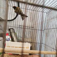 گلبسر نر عالی|پرنده|تهران, امام زاده عبدالله|دیوار