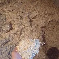 کاه|لوازم جانبی حیوانات|فاروج, |دیوار