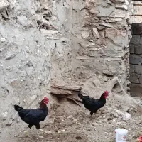 دو عدد خروس یک مرغ