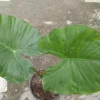 بابا آدم تنه سبز|گل و گیاه طبیعی|سنگر, |دیوار