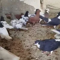 دسته کفتری بهبهانی شهری 31تایی