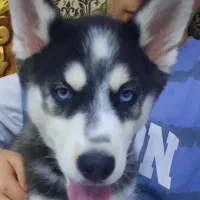 واگذاری(غیر رایگان) سگ هاسکی ۷ میلیون