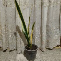 گل سانسوریا