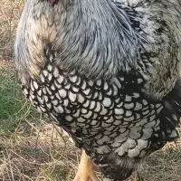 فروش مرغهای زینتی