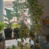 گل بنجامین.لیراتا