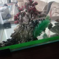 اکواریم و ۶ عدد ماهی گوشت خوار قیمت ۳میلون|ماهی|حبیب آباد, |دیوار