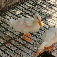 دو جفت اردک