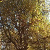 هرس کار درخت