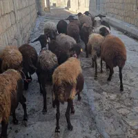 گوسفند افشاری با بره