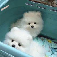 توله سگ پامر . پامرانین خرسی سفید ۷۰ روز|سگ|تهران, سعادت‌آباد|دیوار