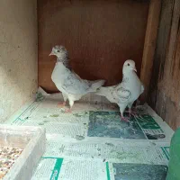 جفت کبوتر|پرنده|کلاچای, |دیوار