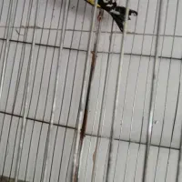 ماده سرسیاه دورگ