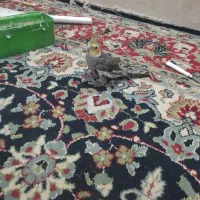 جوجه عروس|پرنده|بندر گناوه, |دیوار