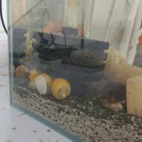 حلزون ( حلزون سیب )|ماهی|پیر بکران, |دیوار