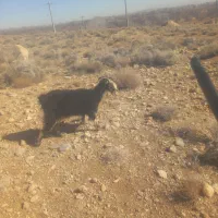 فروش ۱ راس بز