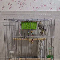 عروس هلندی