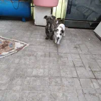 واگذاری دو توله سگ|سگ|محمدشهر, محمدشهر|دیوار