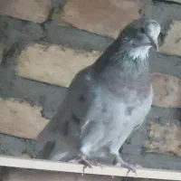 یک جفت سرور هفت رنگ|پرنده|خاوران, |دیوار