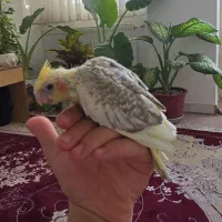 جفتی عروس هلندی مولد سخنگو و رام|پرنده|ایلام, |دیوار