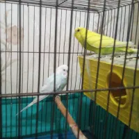 مرغ عشق نره ماده|پرنده|بهارستان, |دیوار