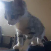 واگذاری بچه گربه