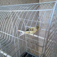 قناری|پرنده|باقرشهر, |دیوار