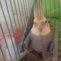 عروس هلندی نر مناسب جفت