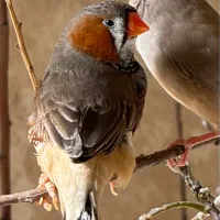 انواع فنچ کینگ در رنگهای مختلف