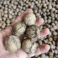 گردو|خوردنی و آشامیدنی|کامیاران, |دیوار
