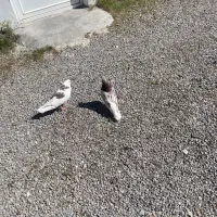 ۲ عدد نر تهرانی