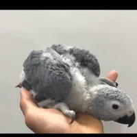 جوجه کاسکو دم قرمز پرپوش