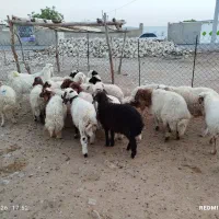 بره|حیوانات مزرعه|آبدانان, |دیوار