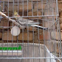 عروس هلندی نر