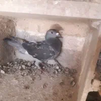 کبوتر معاوضه با زاغ دوم سفید