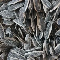 تخمه گل افتاب|خوردنی و آشامیدنی|قم, کلهری|دیوار