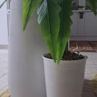 درختچه و۲گلدان