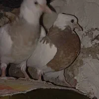 تعدادی کبوتر|پرنده|دوگنبدان, |دیوار