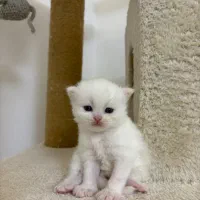 بچه گربه بریتیش ناز و آروم