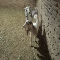 غوریت پاکستانی