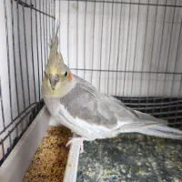 عروس هلندی|پرنده|محمدشهر, شهرک پیام (مهرالبرز)|دیوار