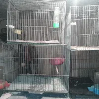 قفس|لوازم جانبی حیوانات|اصفهان, شیخ طوسی|دیوار